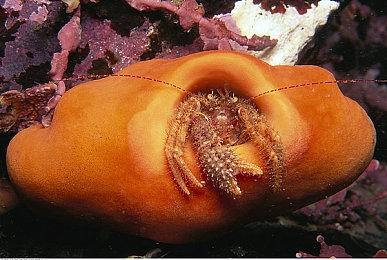 《叛变：沙漠风暴》主机版可能在9月29日发售